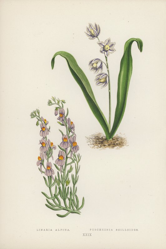 Linaria Alpina; Puschkinia Scilloides (färg litho) av English School