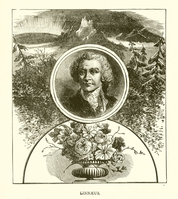 Linnéa av English School