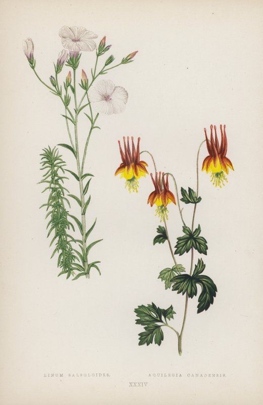 Linum Salsoloides; Aquilegia canadensis (färg litho) av English School