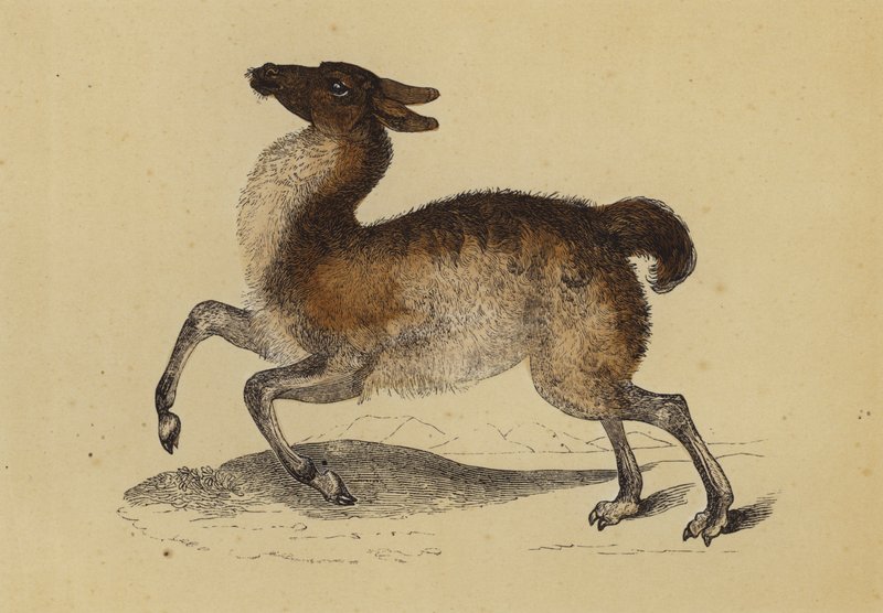 Lama (färglitografi) av English School