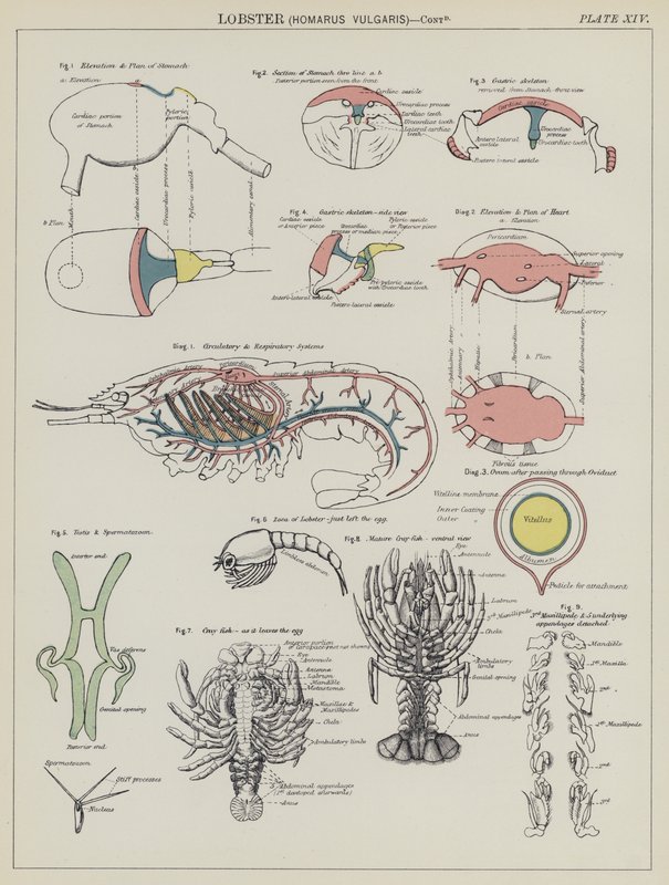Hummer, Homarus Vulgaris (färg litho) av English School