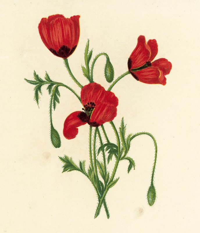 Lång taggig vallmo, Papaver Argemone (färglitografi) av English School