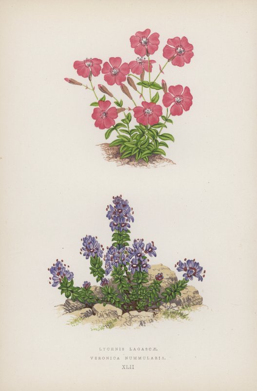 Lychnis Lagascae; Veronica Nummularia (färg litho) av English School