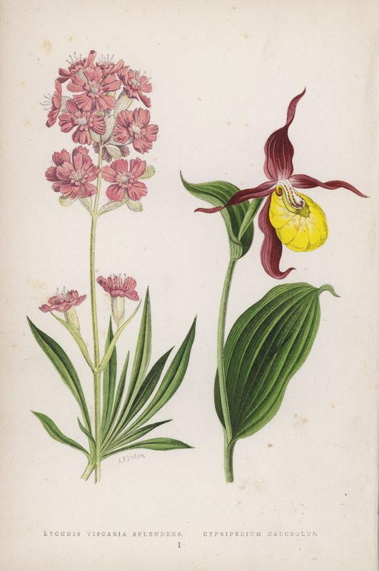Lychnis Viscaria Splendens; toffelsko (färg litho) av English School