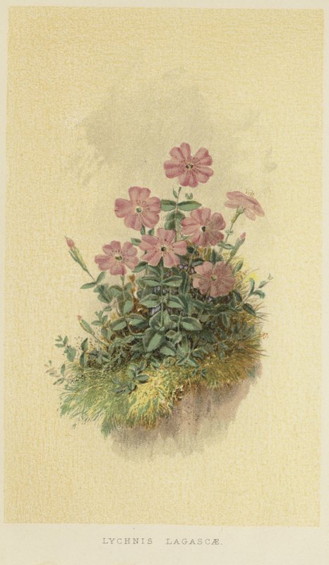Lychnis lagascae av English School