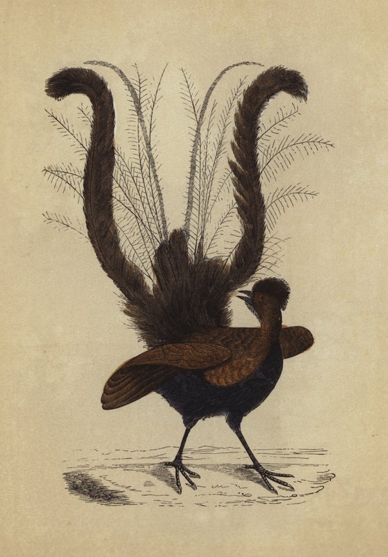 Lyre Bird (färglitografi) av English School