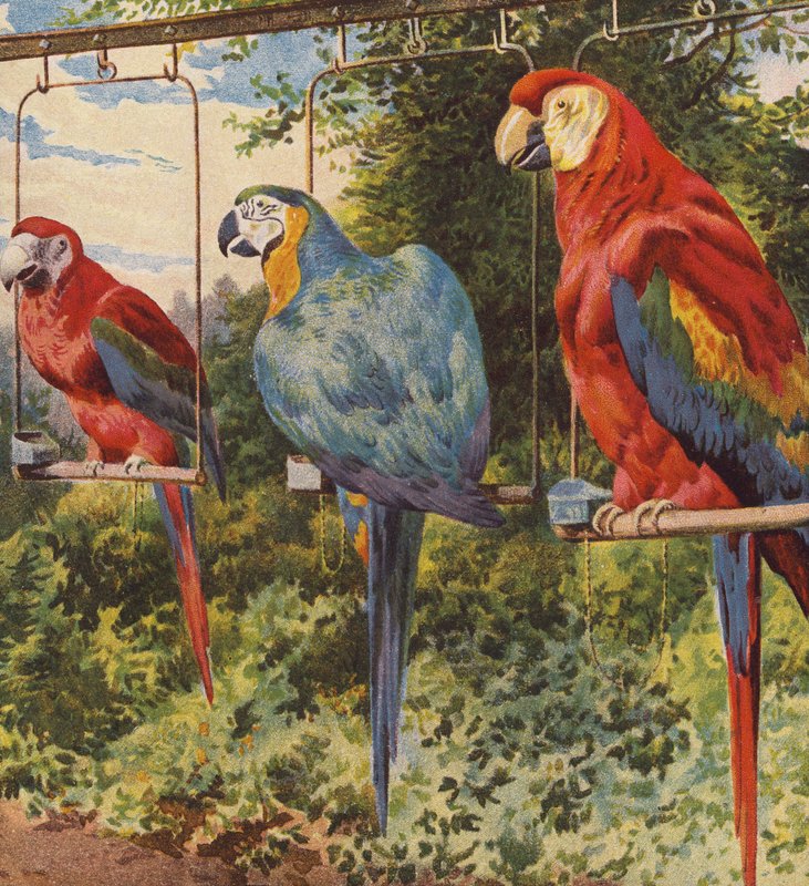 Macaws (färglitografi) av English School