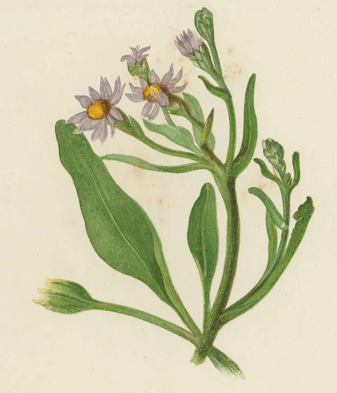 Michaelmas Daisy, Aster Tripolium (färg litho) av English School