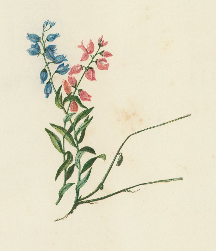 Mjölkört, Polygala Vulgaris (färglitografi) av English School