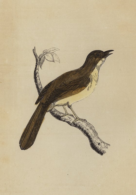 Mocking Bird (färg litho) av English School