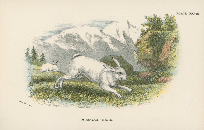 Berg-Hare av English School
