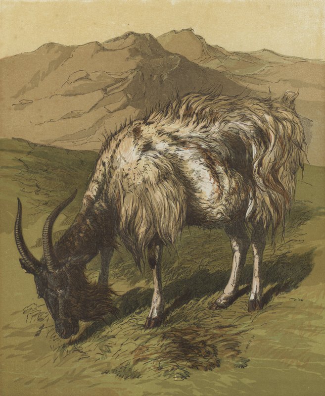 Min Billygoat (färglitografi) av English School