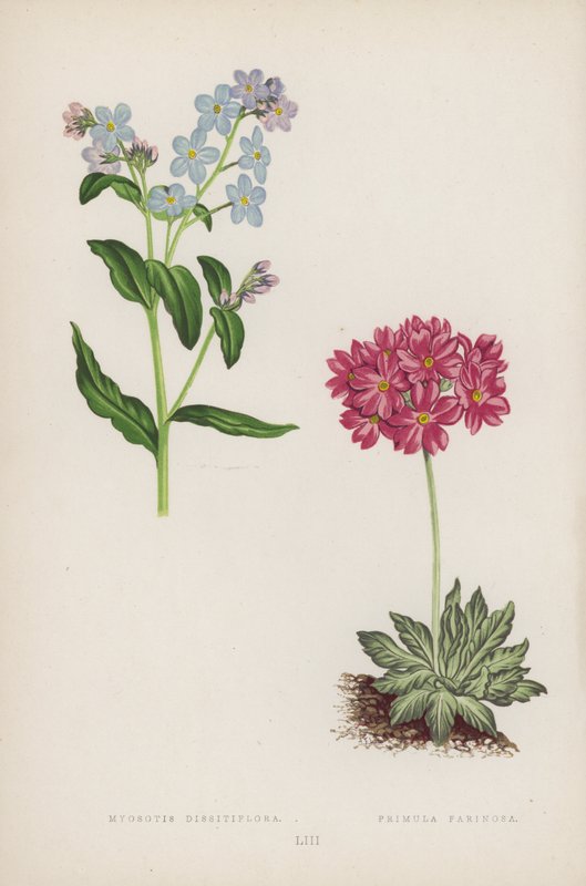 Myosotis Dissitiflora; Primula Farinosa (färg litho) av English School