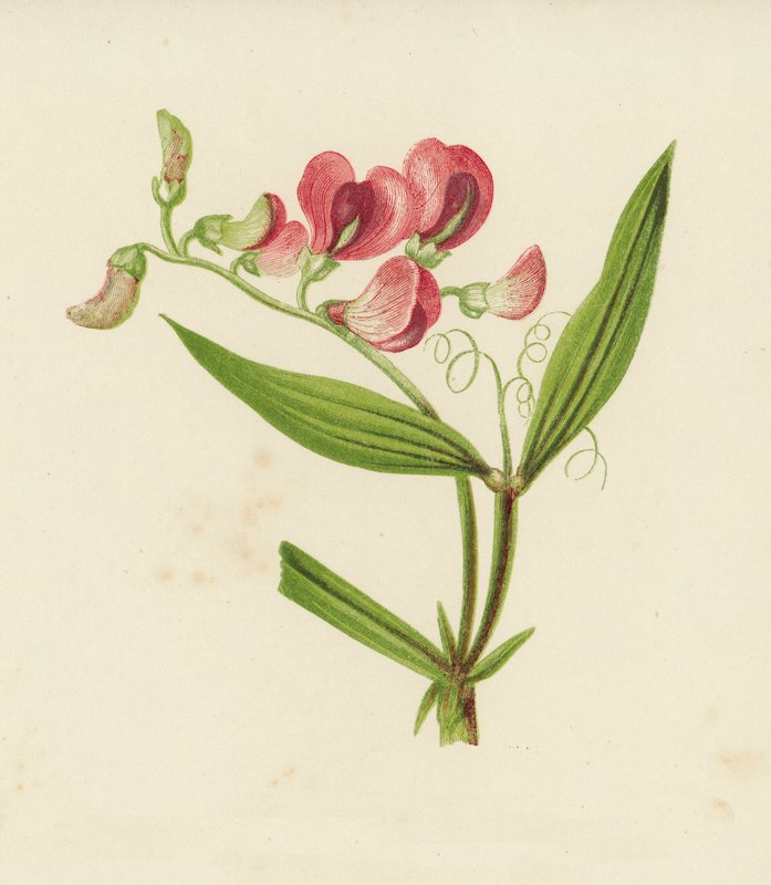Smalbladig evig ärta, Lathyrus Sylvestris (färg litho) av English School