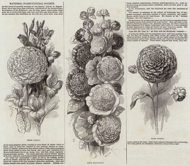 National Floricultural Society (gravering) av English School