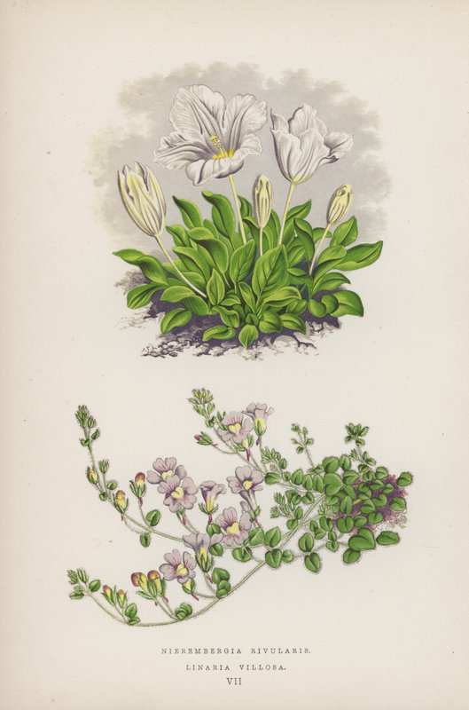 Nierembergia Rivularis; Linaria Villosa (färglitografi) av English School