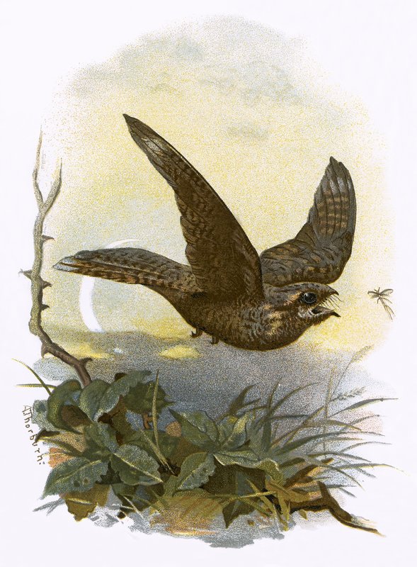 Nightjar av English School