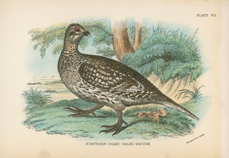 Northern Sharp-tailed grouse av English School