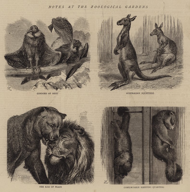 Anteckningar vid Zoological Gardens (gravyr) av English School