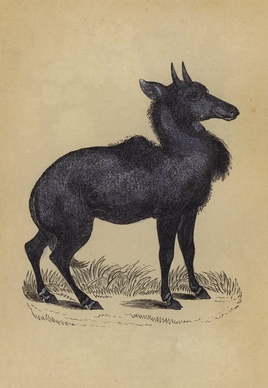 Nylghau (färg litho) av English School