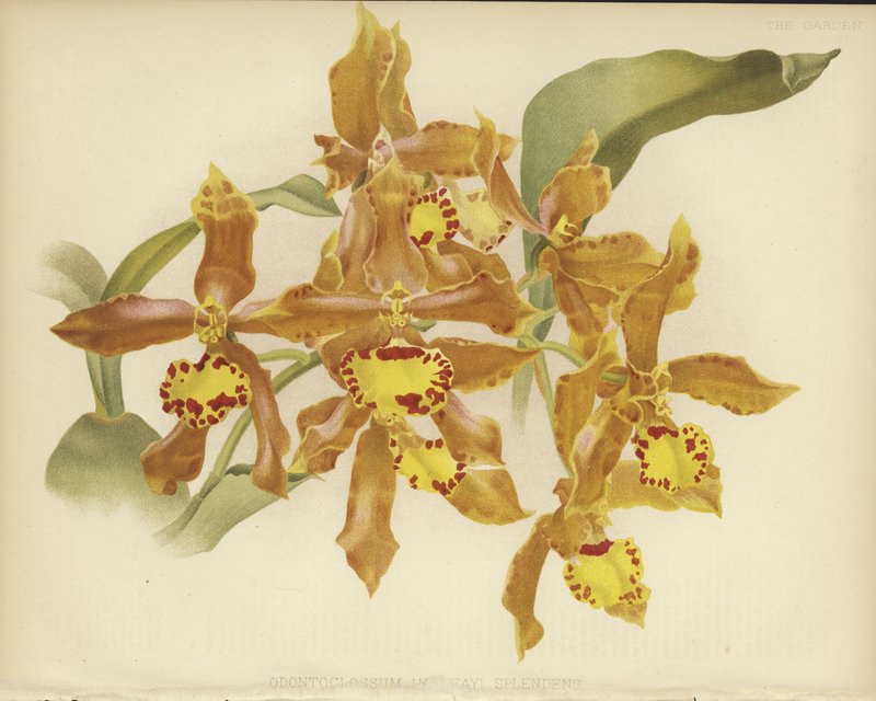 Odontoglossum insleayi splendens av English School