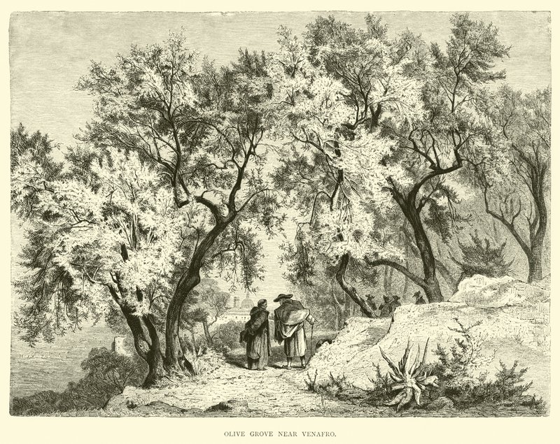Olive Grove nära Venafro av English School