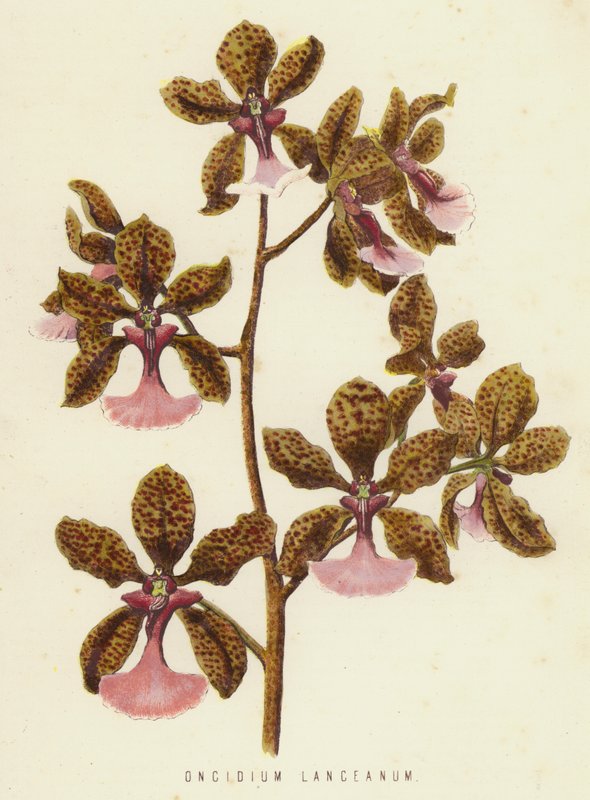 Oncidium Lanceanum (chromolith) av English School