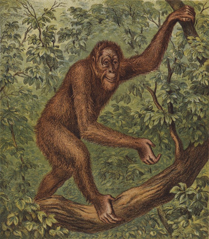 Orang-Outang (färglitografi) av English School