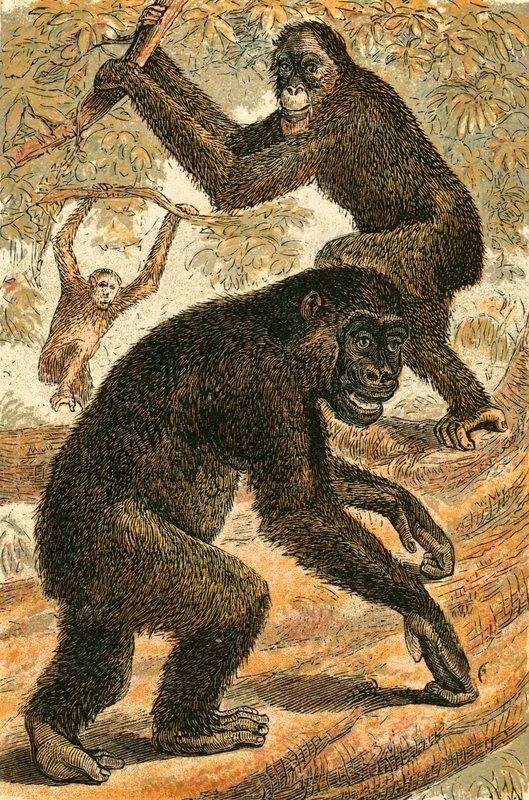 Orang Outang och Gorilla av English School