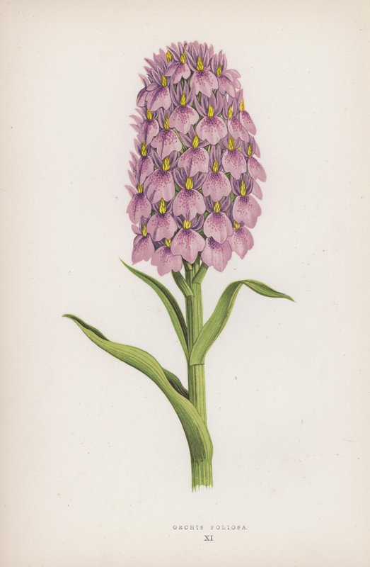 Orchis Foliosa (färg litho) av English School