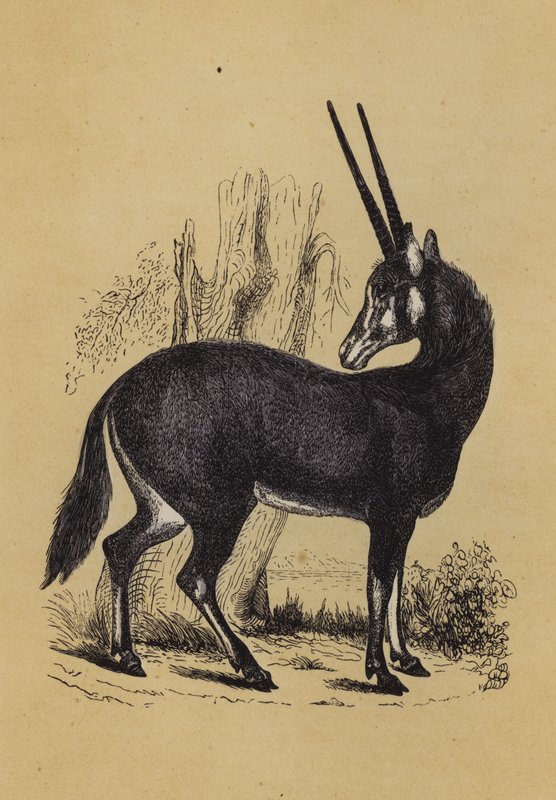 Oryx (färg litho) av English School