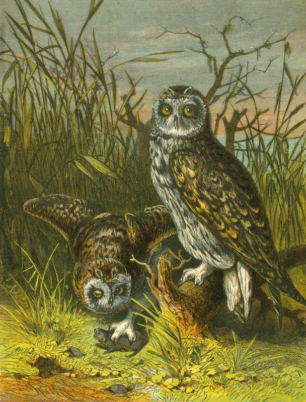 Owlsswed av English School