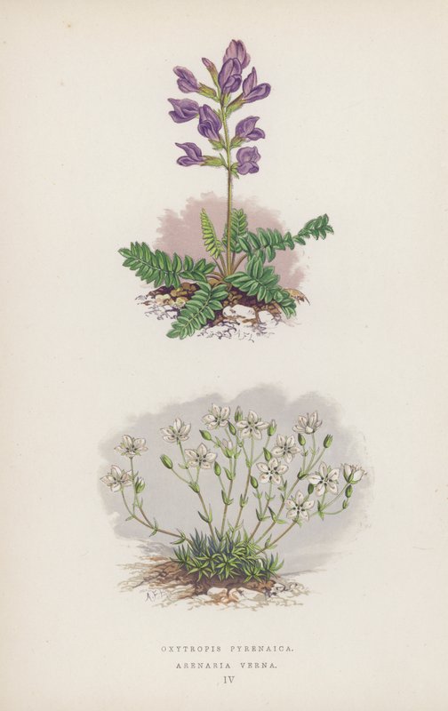 Oxytropis Pyrenaica; Arenaria Verna (färg litho) av English School