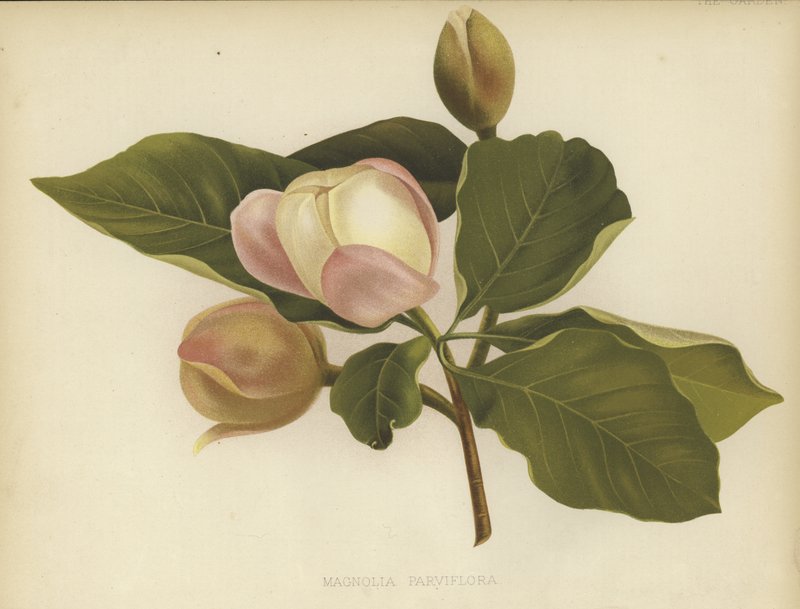 Oyama Magnolia av English School