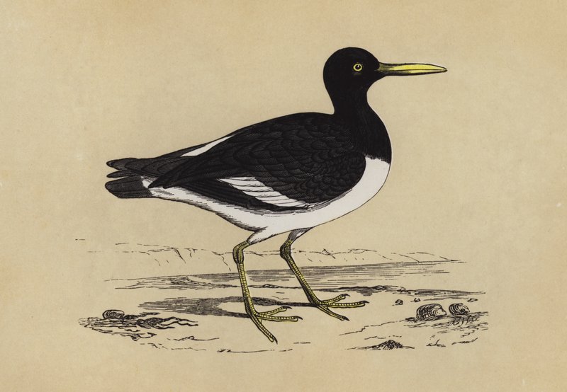Oyster-catcher (färg litho) av English School