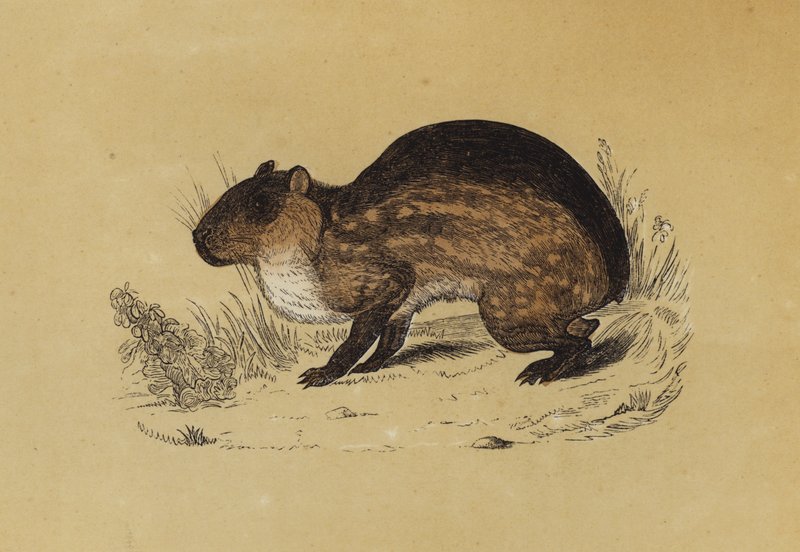 Paca (färg litho) av English School