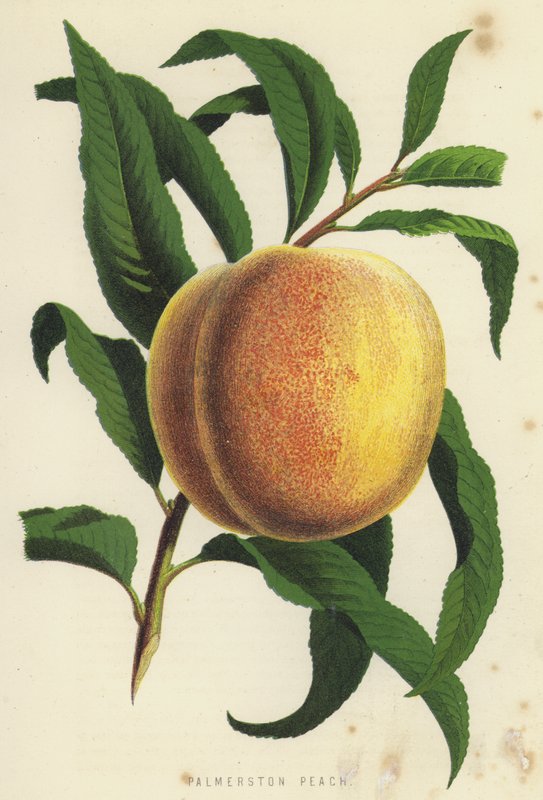 Palmerston Peach av English School