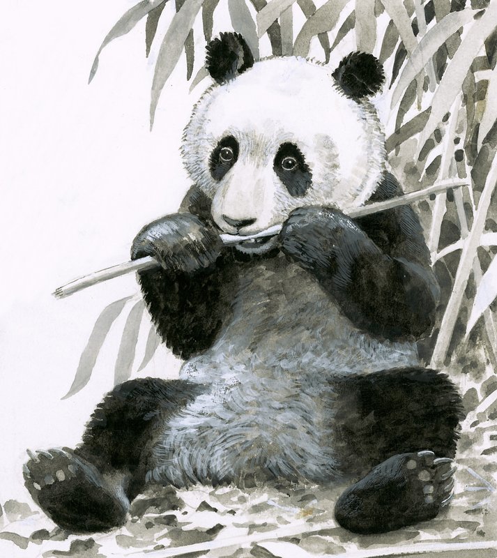 Panda tuggar bambu av English School
