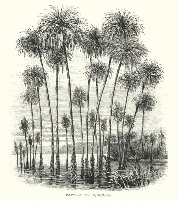 De gamlas papyrus (gravyr) av English School