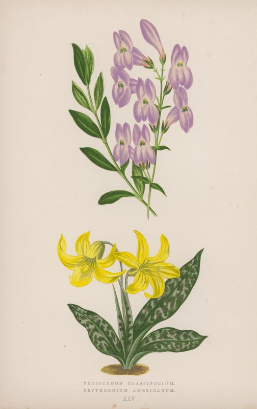 Pentstemon Crassifolium; Amerikansk erythronium (färg litho) av English School