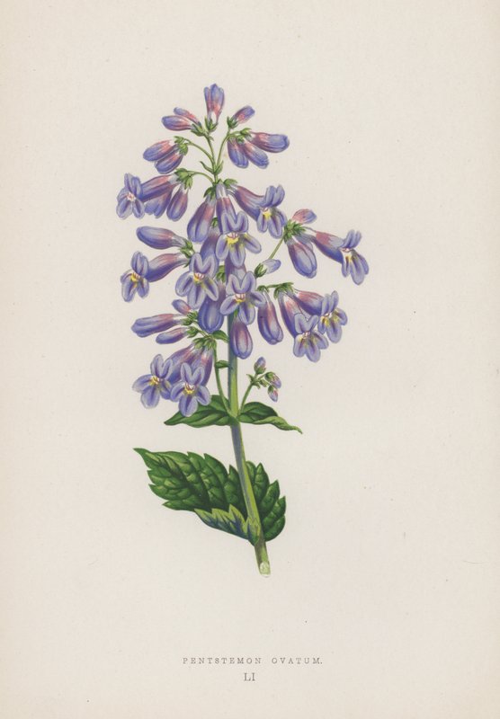 Pentstemon Ovatum (färglitografi) av English School