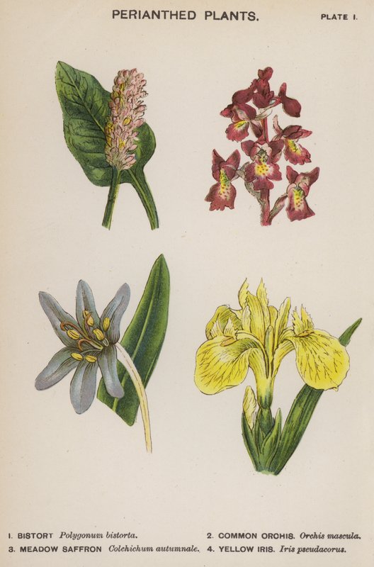 Perianterade växter (färg litho) av English School