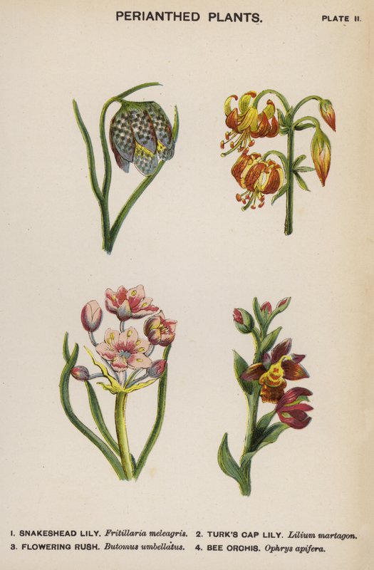 Perianthed Plants (färglitografi) av English School