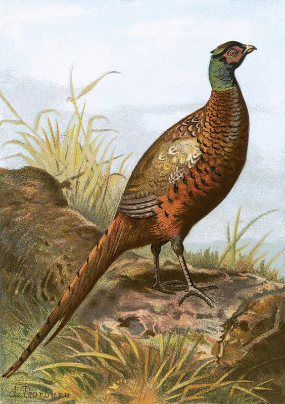 Pheasantswed av English School