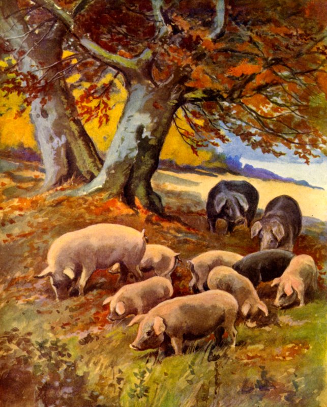 Pigs at Grass (färg litho) av English School
