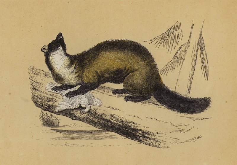 Pine Marten (färglitografi) av English School