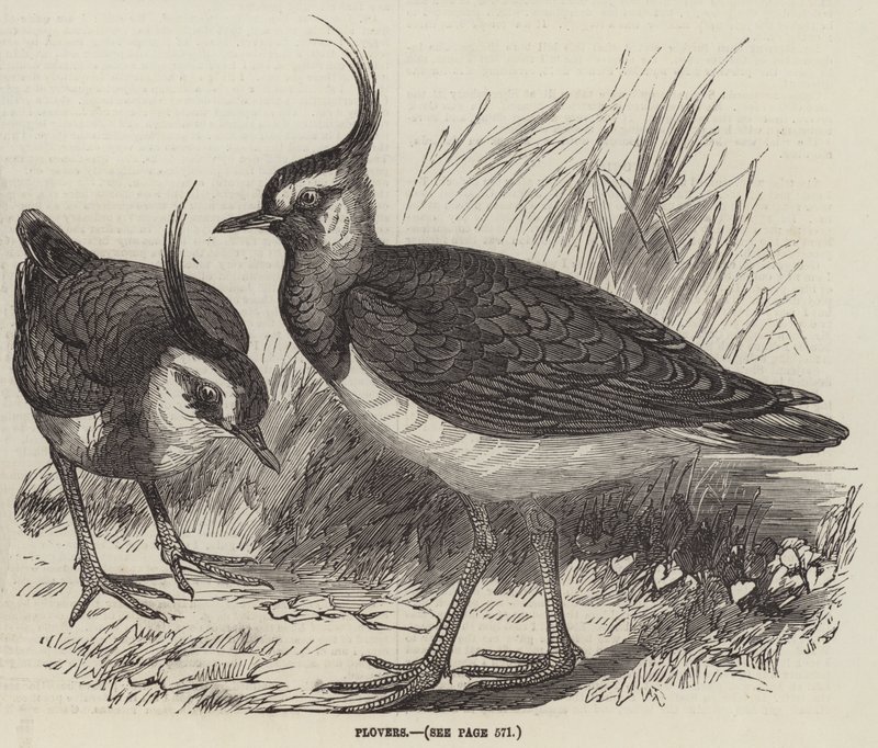 Plovers (gravyr) av English School