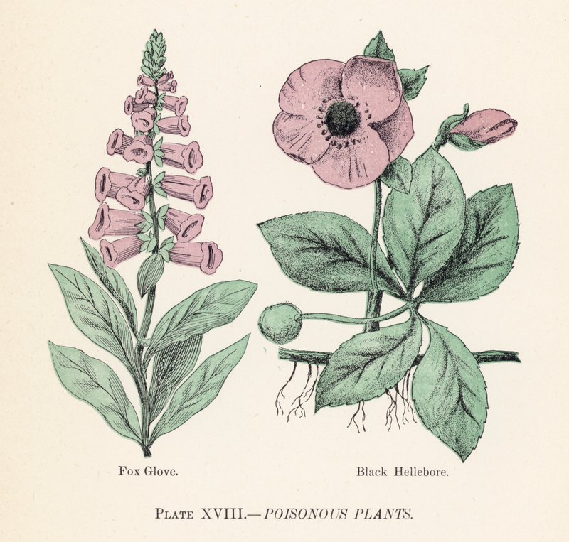 Giftiga växter (färg litho) av English School