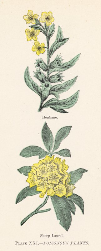 Giftiga växter (färg litho) av English School