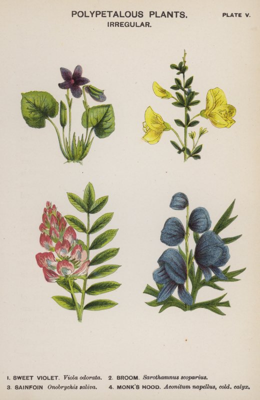 Flerbladiga växter, oregelbundna (färg litho) av English School